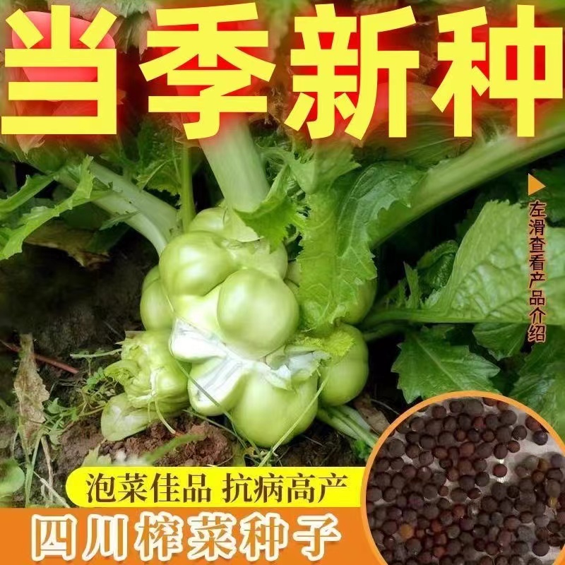 【全店满5元包邮】【50】榨菜种子