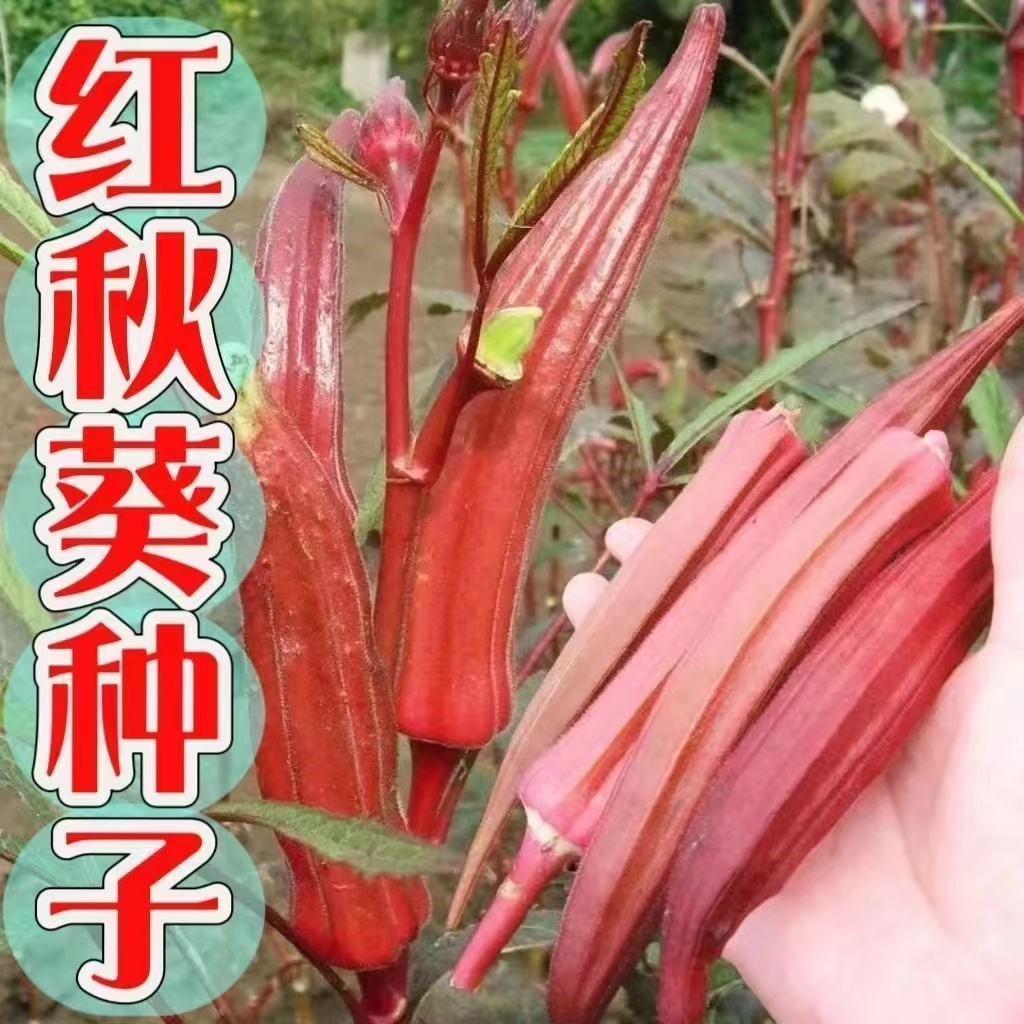 全店满5元包邮】【64】红秋葵种子