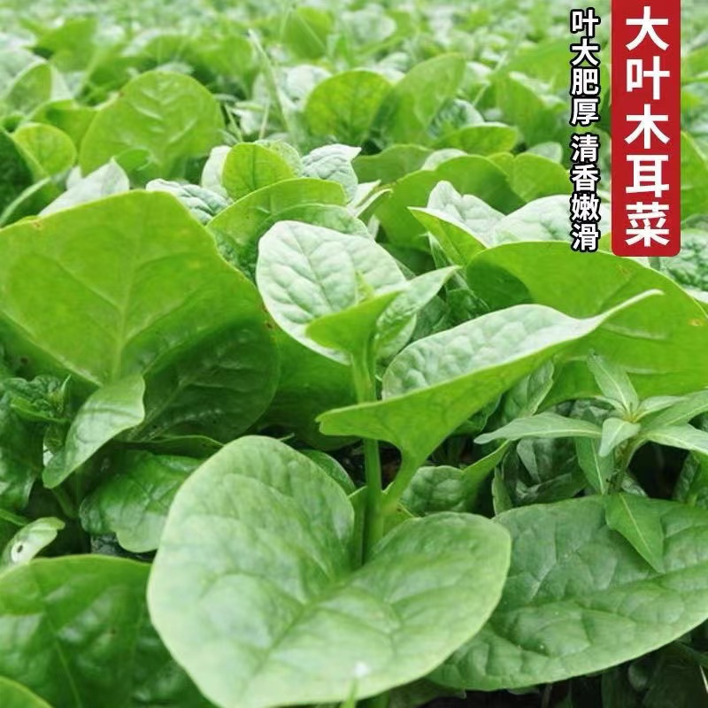 【全店满5元包邮】【42】大叶木耳菜种子蔬菜
