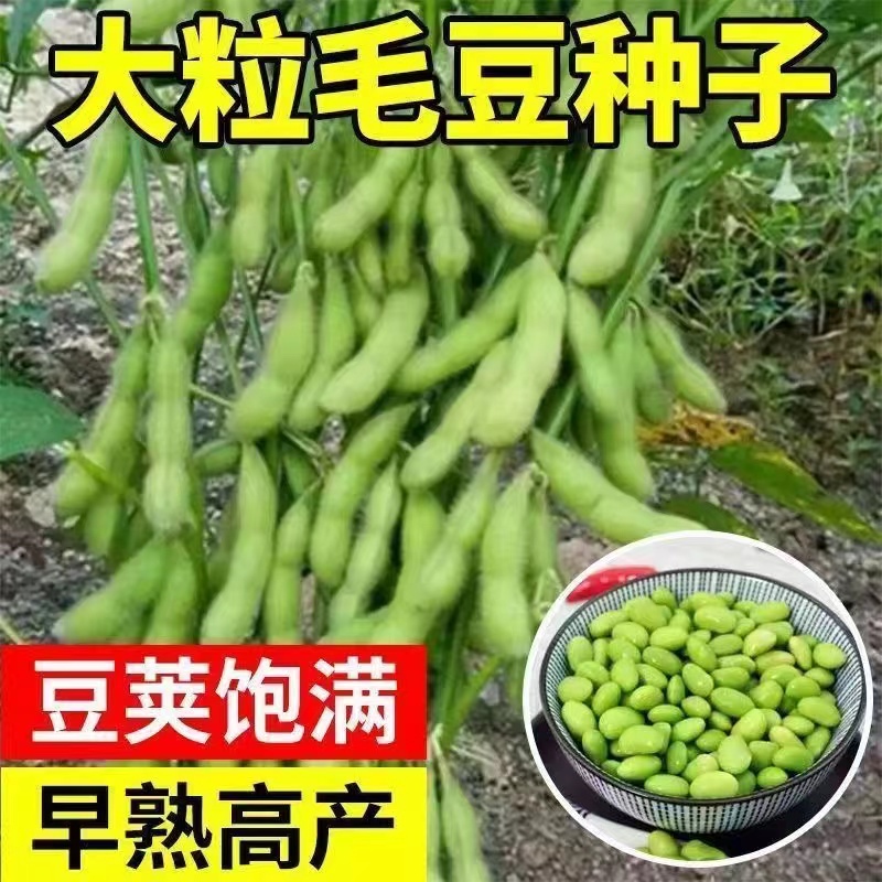 全店满5元包邮】【75】毛豆种子
