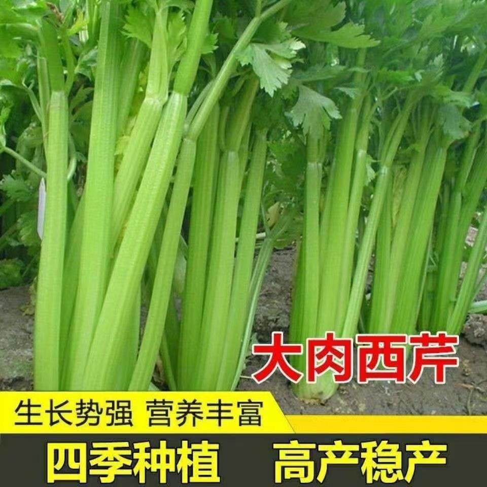【全店满5元包邮】【33】西芹种子今天