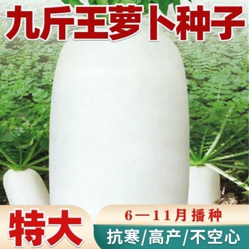 【全店满5元包邮】【12】九斤王白萝卜种子