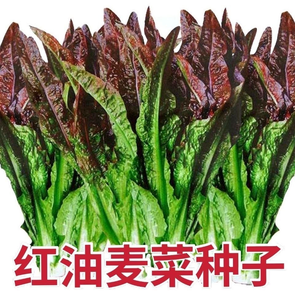 【全店满5元包邮】【14】紫红油麦菜种子