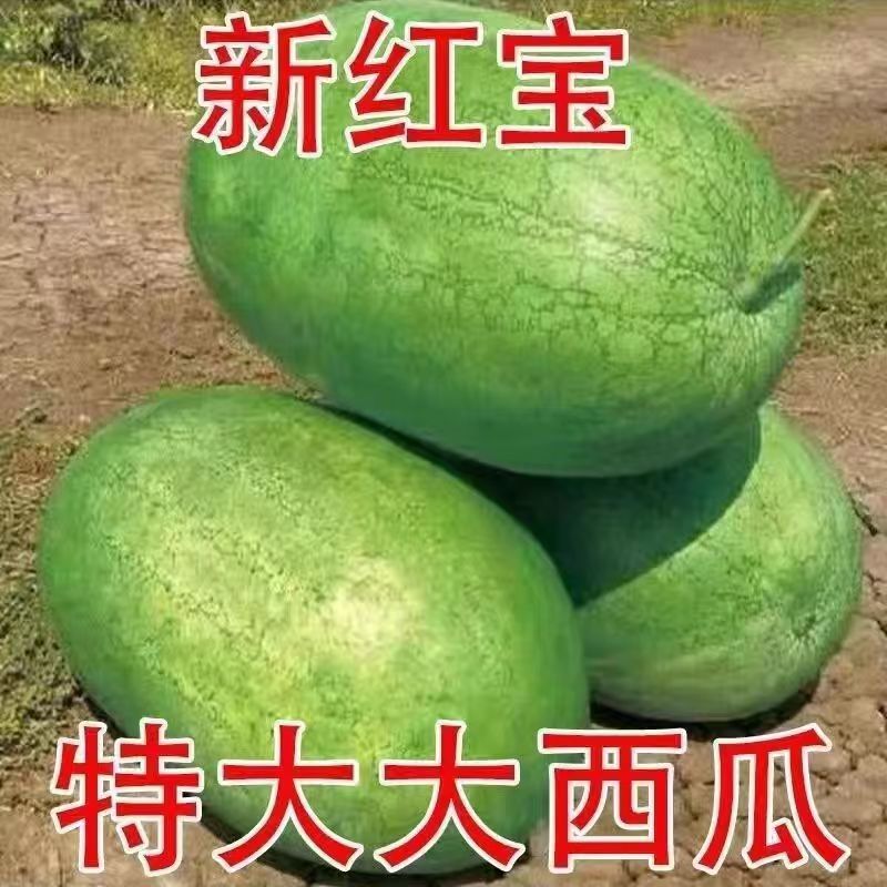 【全店满6包包邮】【140】新红宝西瓜种子