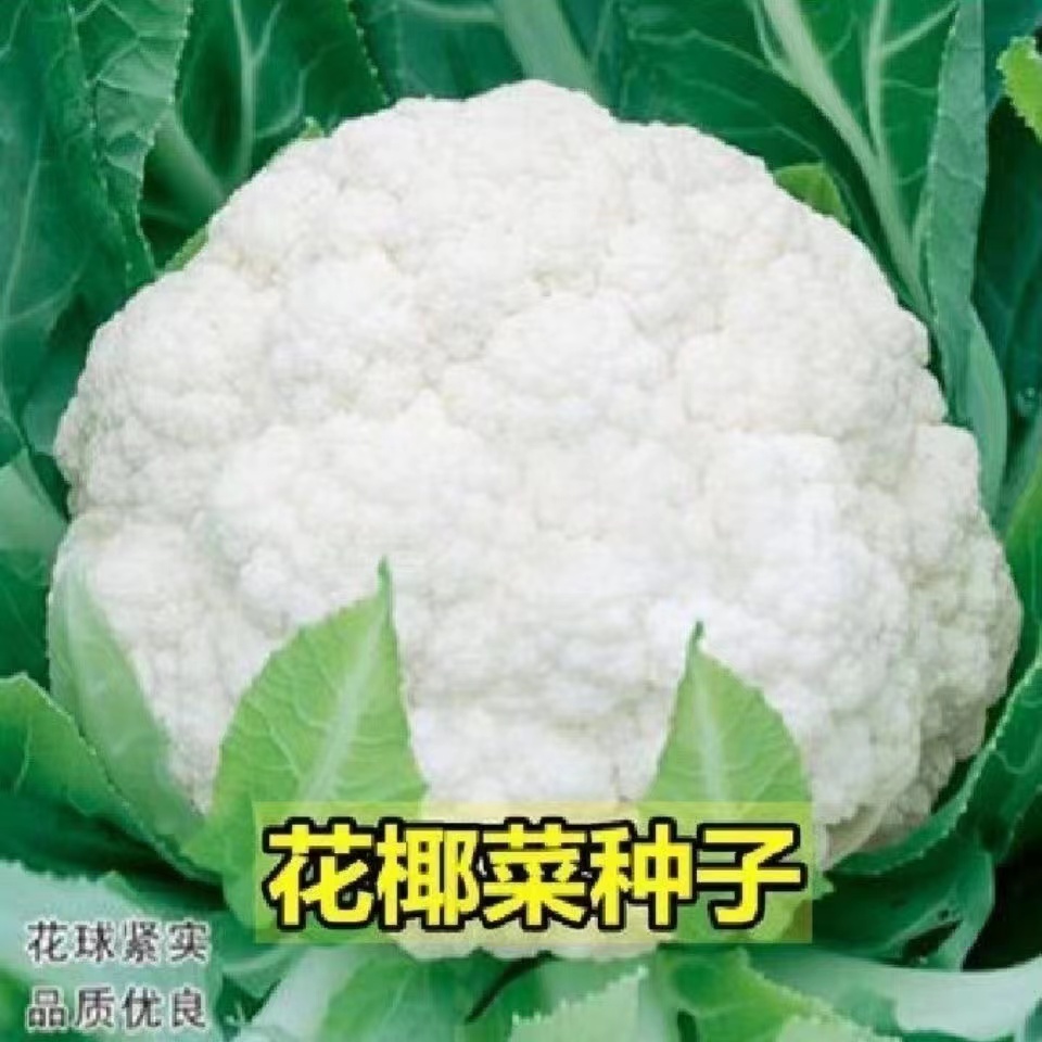 全店满5元包邮】【62】花椰菜种子