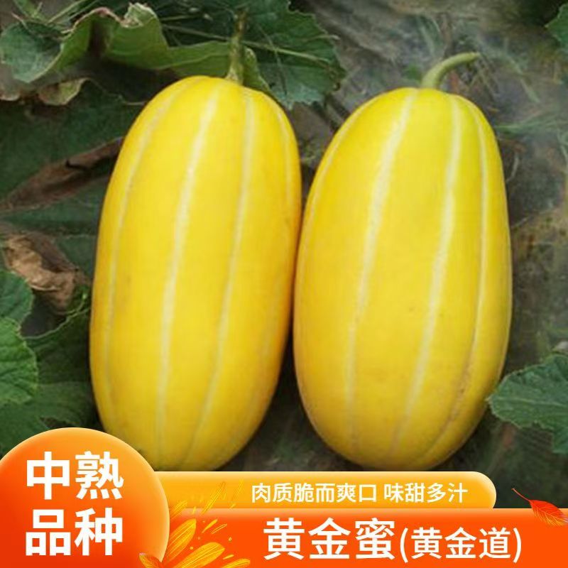 【全店满6包包邮】【146】黄金密香瓜种子