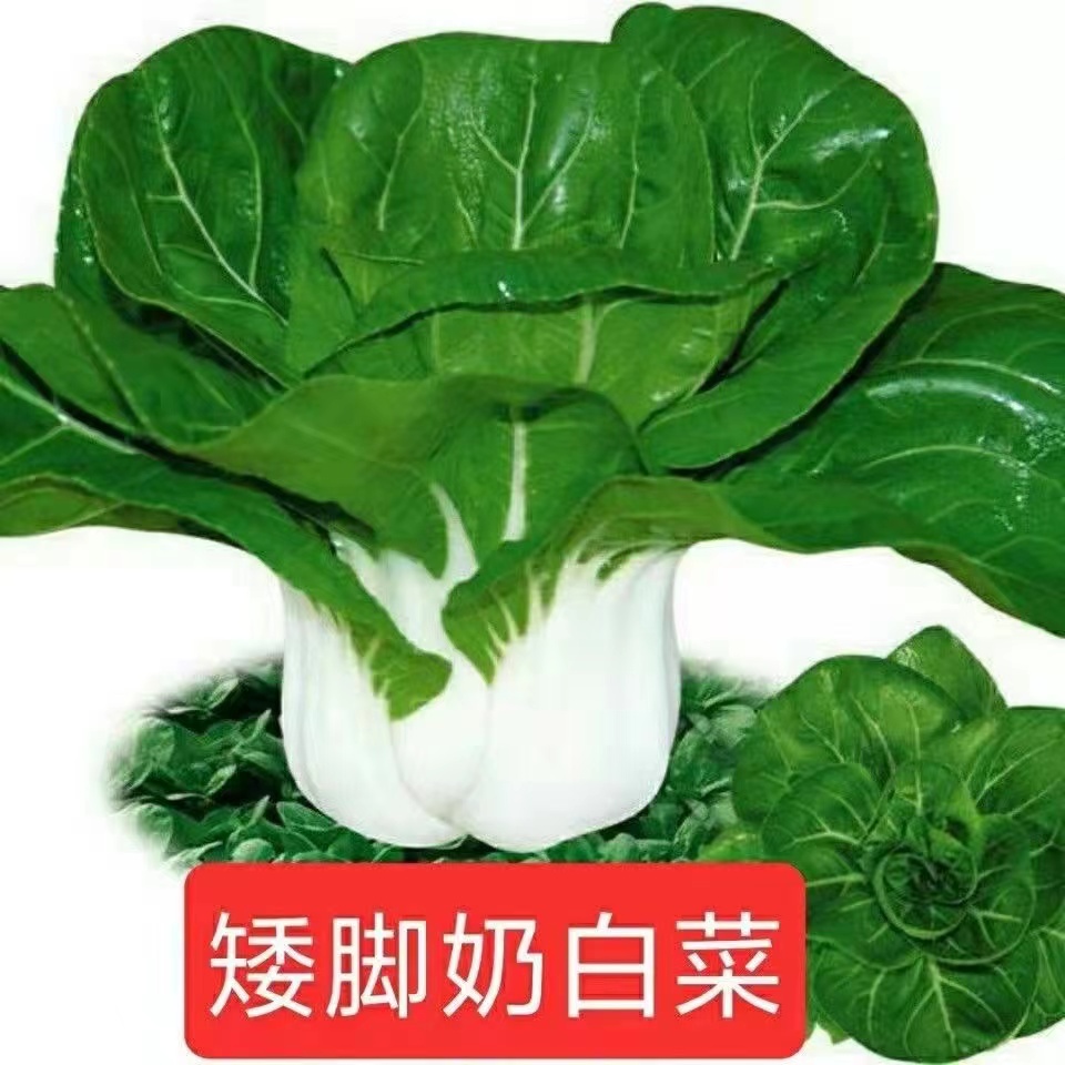【全店满5元包邮】【41】矮脚奶白菜种子