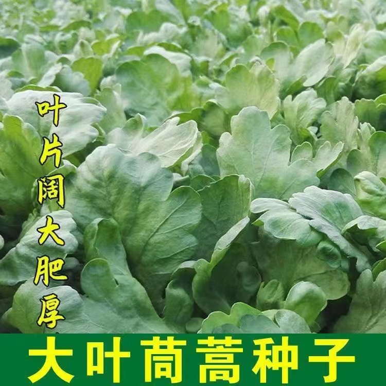 【全店满5元包邮】【28】大叶茼蒿种子