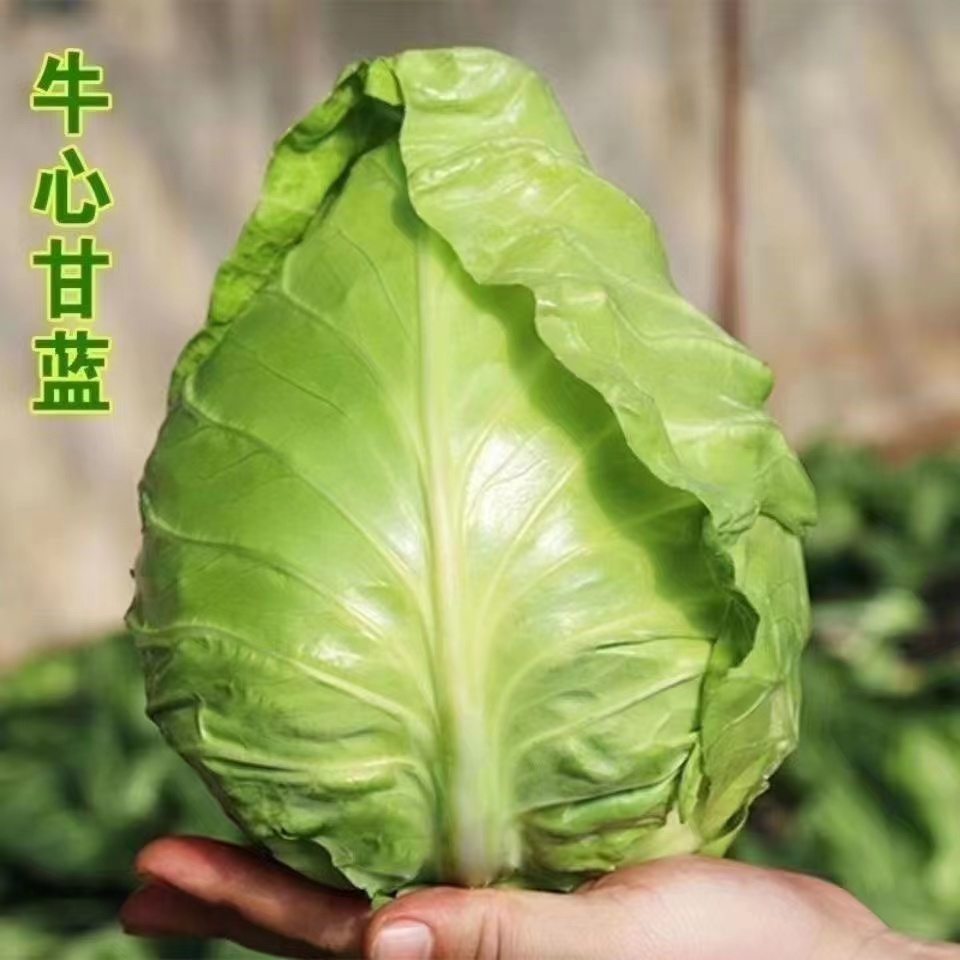 【全店满5元包邮】【32】牛心甘蓝种子