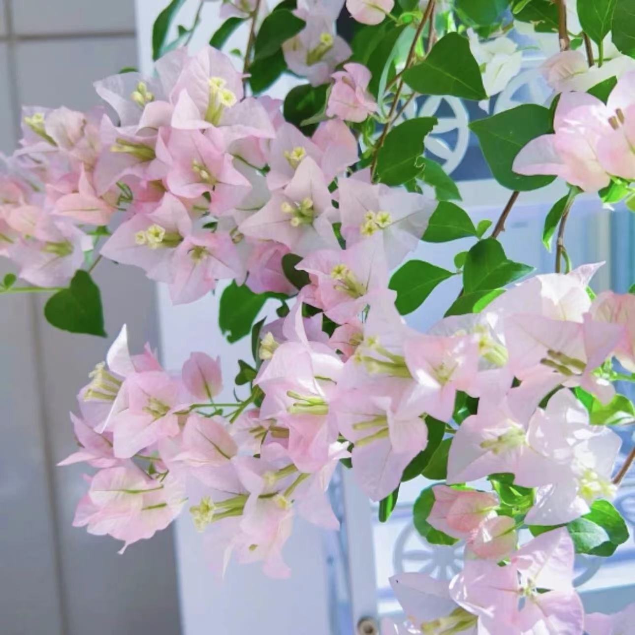 丽娜三角梅带陶瓷盆四季勤花【一物一拍】阳台庭院花卉绿植盆栽