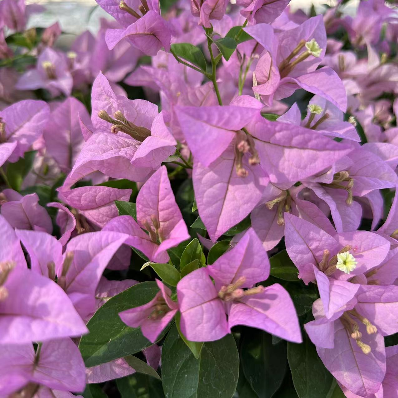 巴西紫三角梅带陶瓷盆四季勤花【一物一拍】阳台庭院花卉绿植盆栽