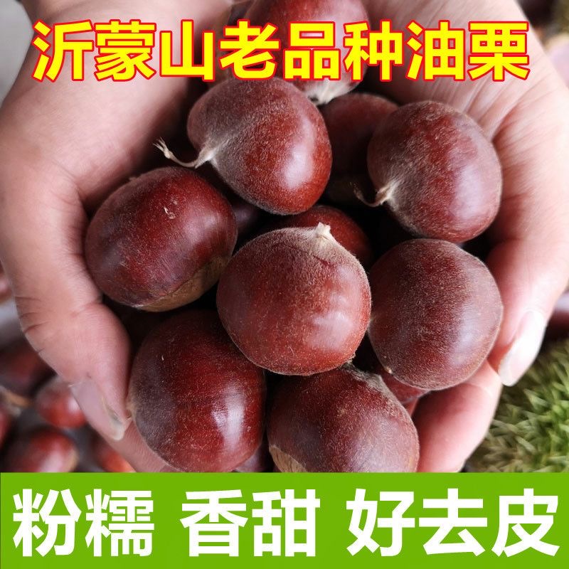 板栗生新鲜2023年新货山东老树油栗生板栗栗子沂蒙山野生现摘包1g