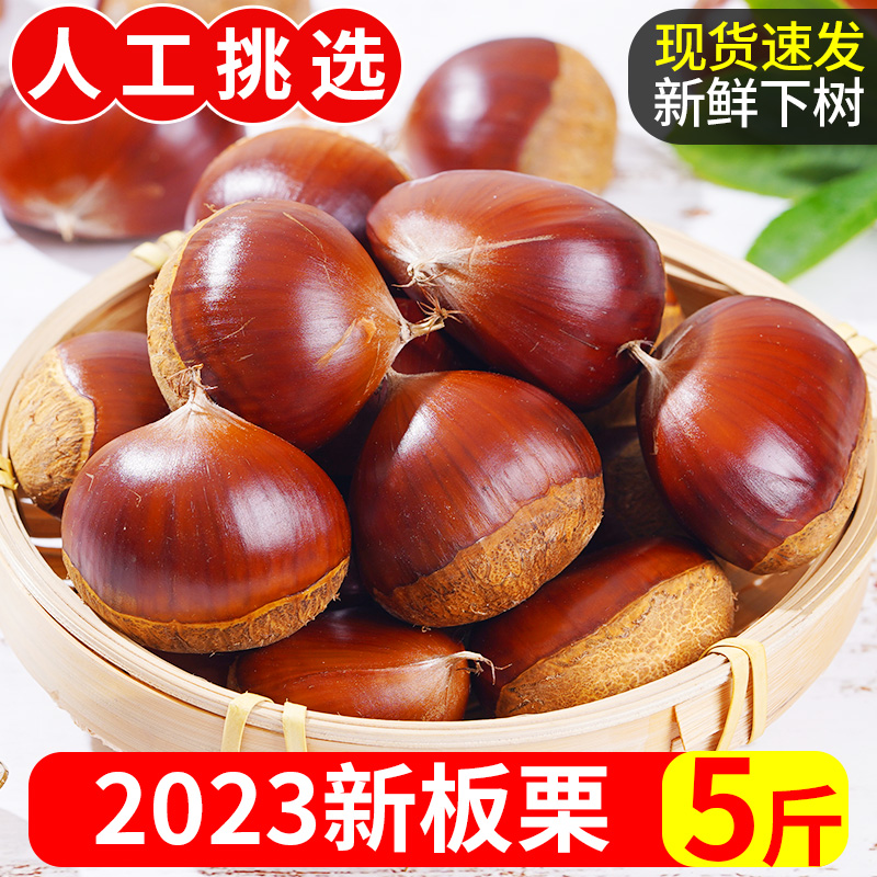 2023年新下树丹东大板栗鲜栗子5斤大果新鲜毛栗油锥栗子板粟板1g