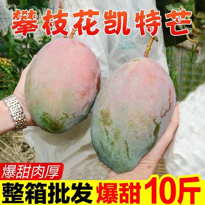 【现摘发货】凯特芒果3/5/10斤装整箱四川攀枝花新鲜水果非金煌1g