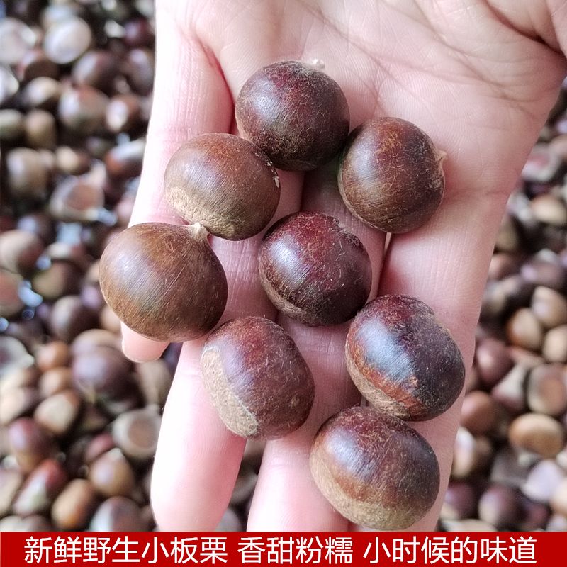 2023年新鲜野生小板栗野板栗小个野生小毛栗子正宗新鲜小果油栗1g