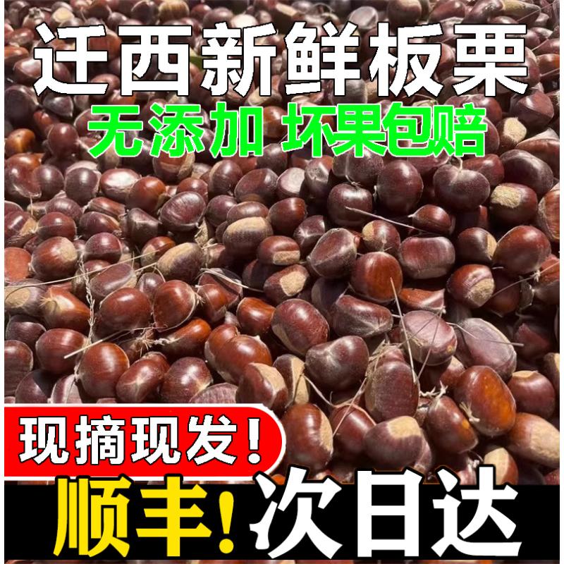 迁西板栗新鲜生2023年新鲜板栗栗子生新鲜板栗生板栗燕山油栗新1g