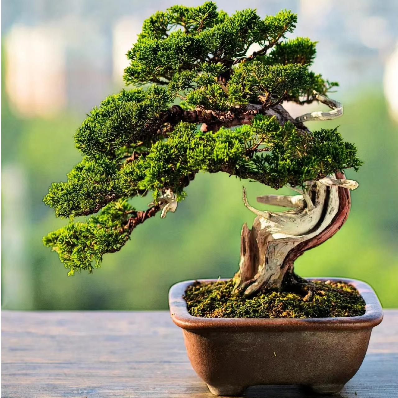 罗汉松造型盆景迎客盆景米叶红芽珍珠高端老桩盆景老桩包邮四季
