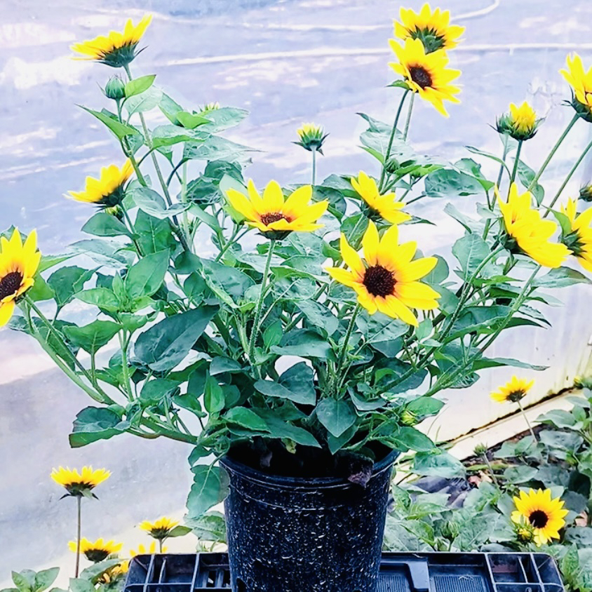 光辉岁月向日葵盆栽(花期长 养护不能缺水)阳台开花植物星花怒放