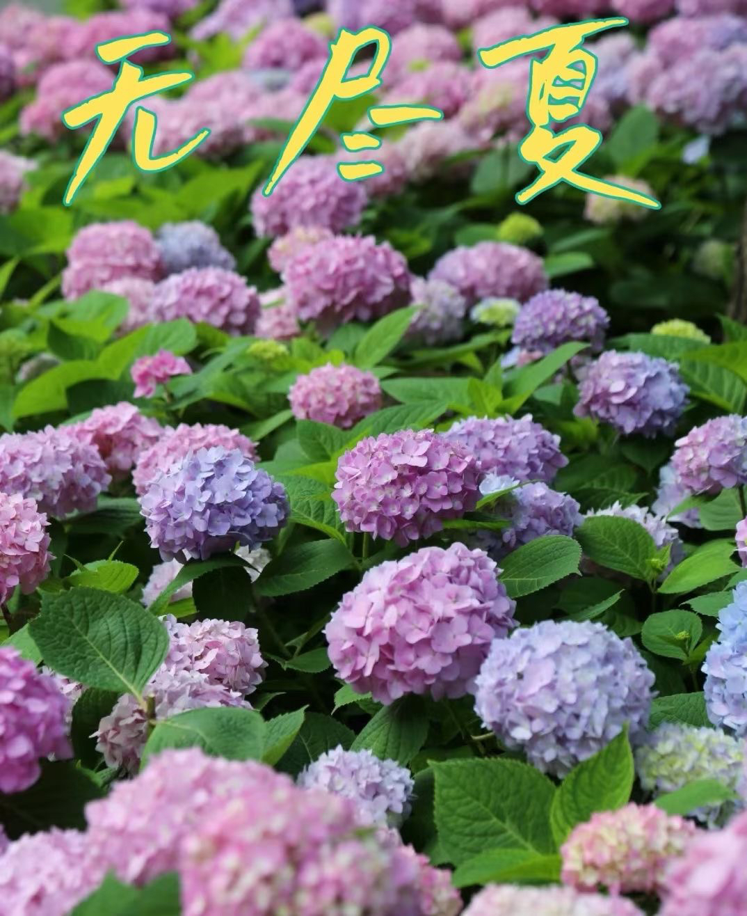 无尽夏 绣球 露天养护云南基地直发易养活新手懒人花