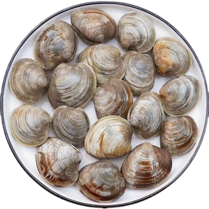 鲜活虎皮贝 无沙 无沙 