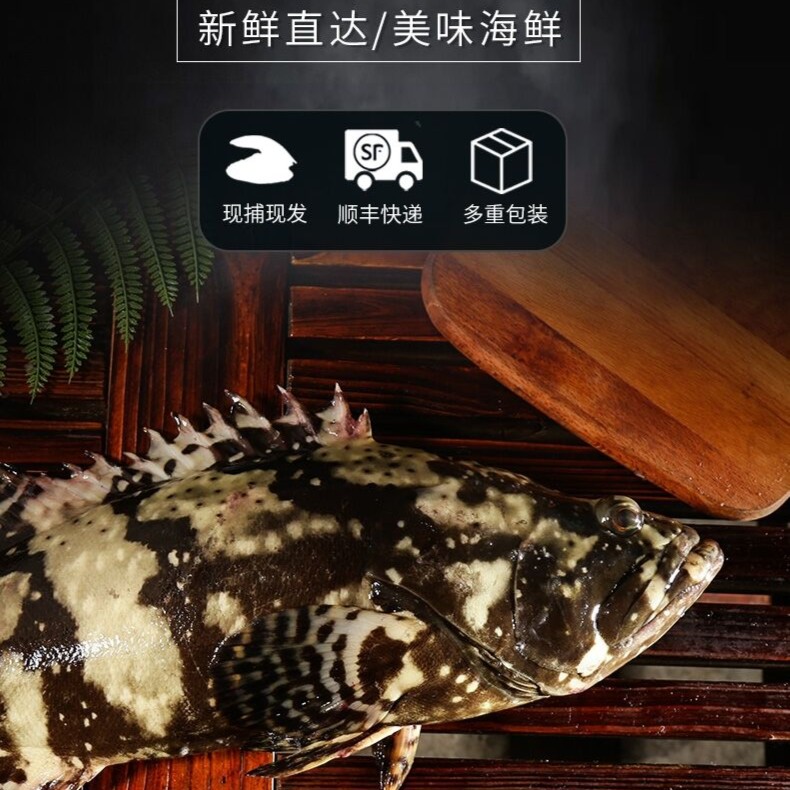 石斑鱼  1条  银川市内包活到家 