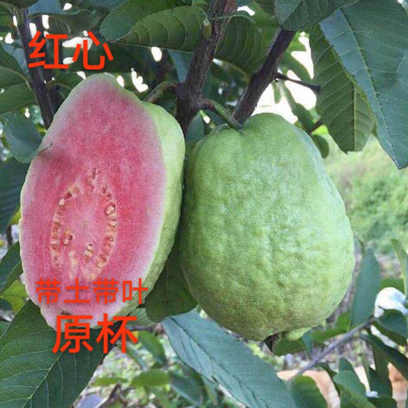 番石榴:红宝石，西瓜芭乐红肉芭乐;珍珠芭乐白肉