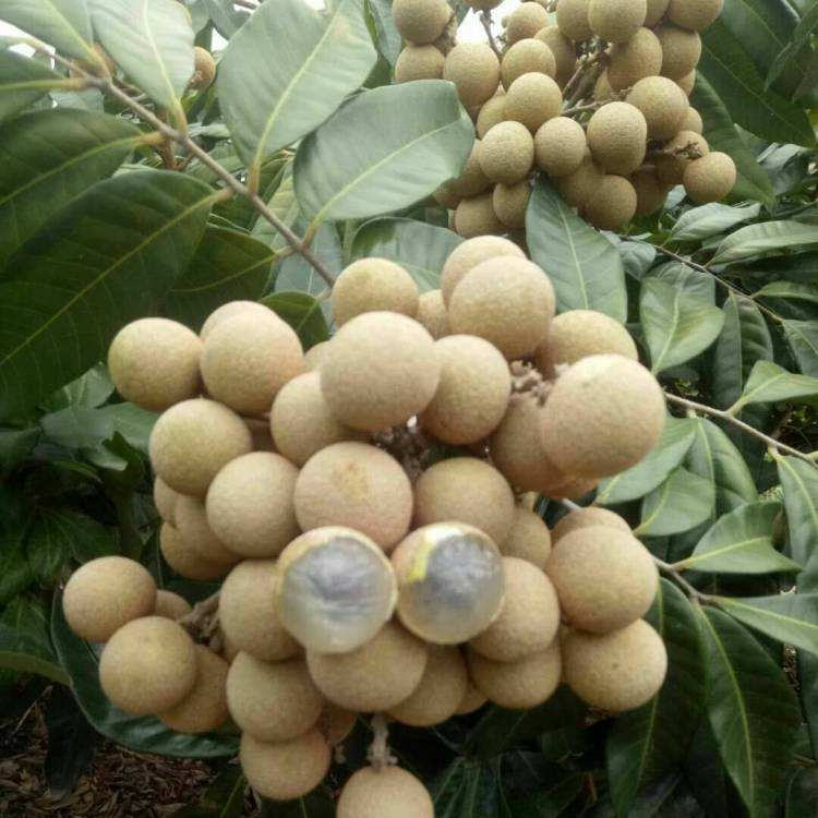 四季龙眼，一年四季都在开花，一年多次结果。正品嫁接苗