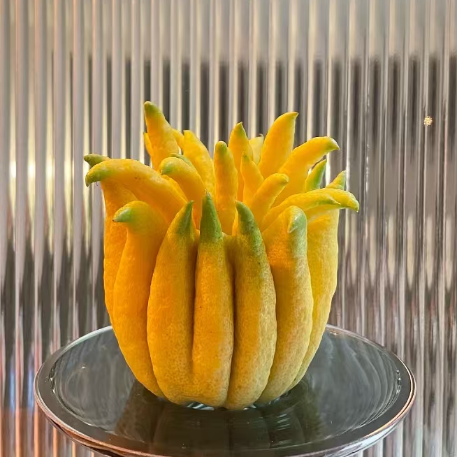 【1-100】【青禾】云南高山精品佛手 新鲜采摘 基地直发 高端花材