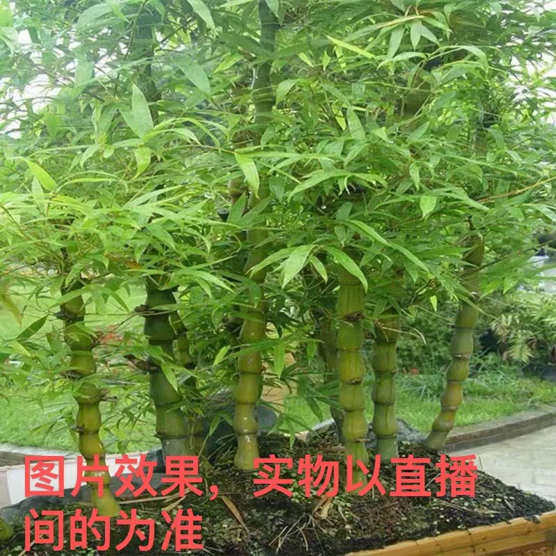 佛肚竹盆景素材（直播间一物一拍叫到名字在付款）自行下单随机发货