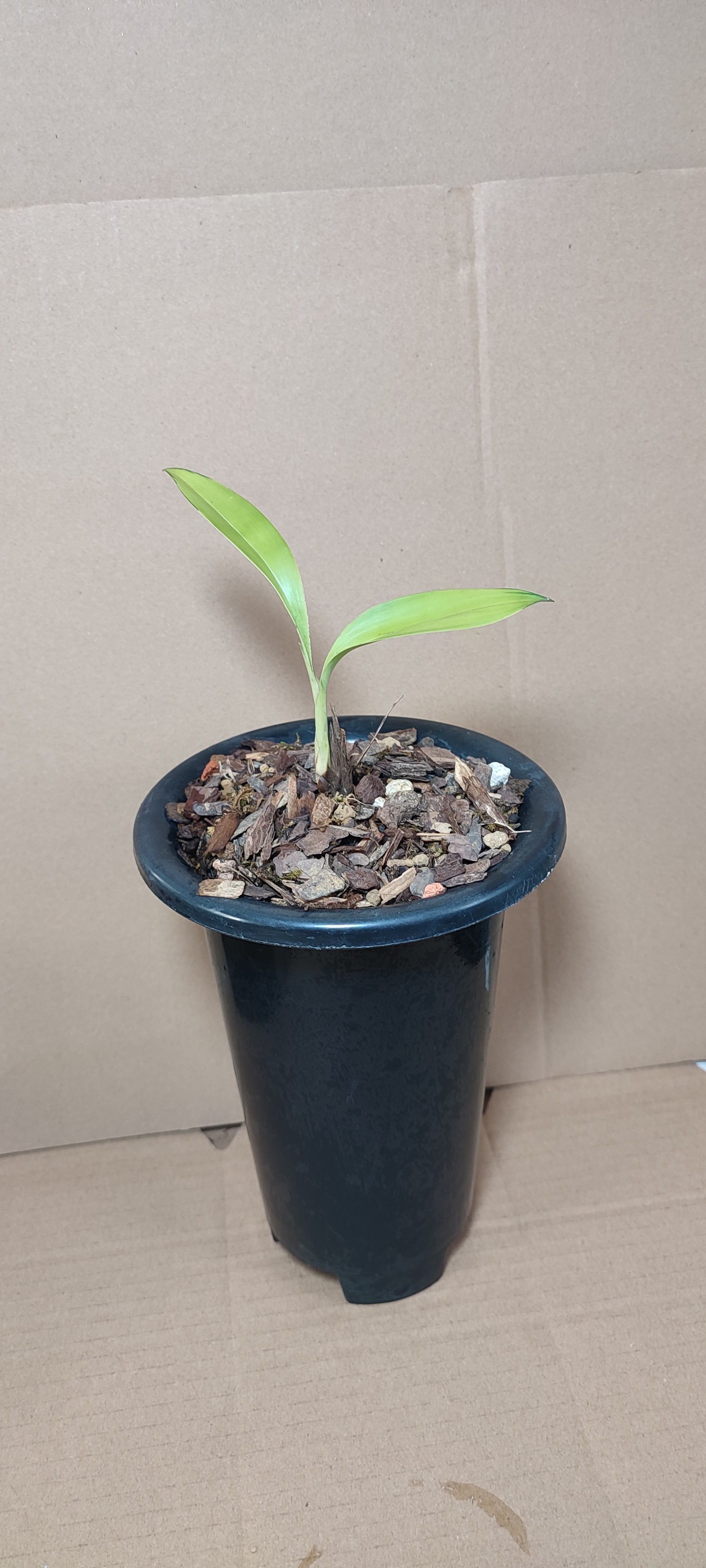 兔耳兰精品花卉绿植价格链接，一物一拍，图片仅供参考，具体以实物