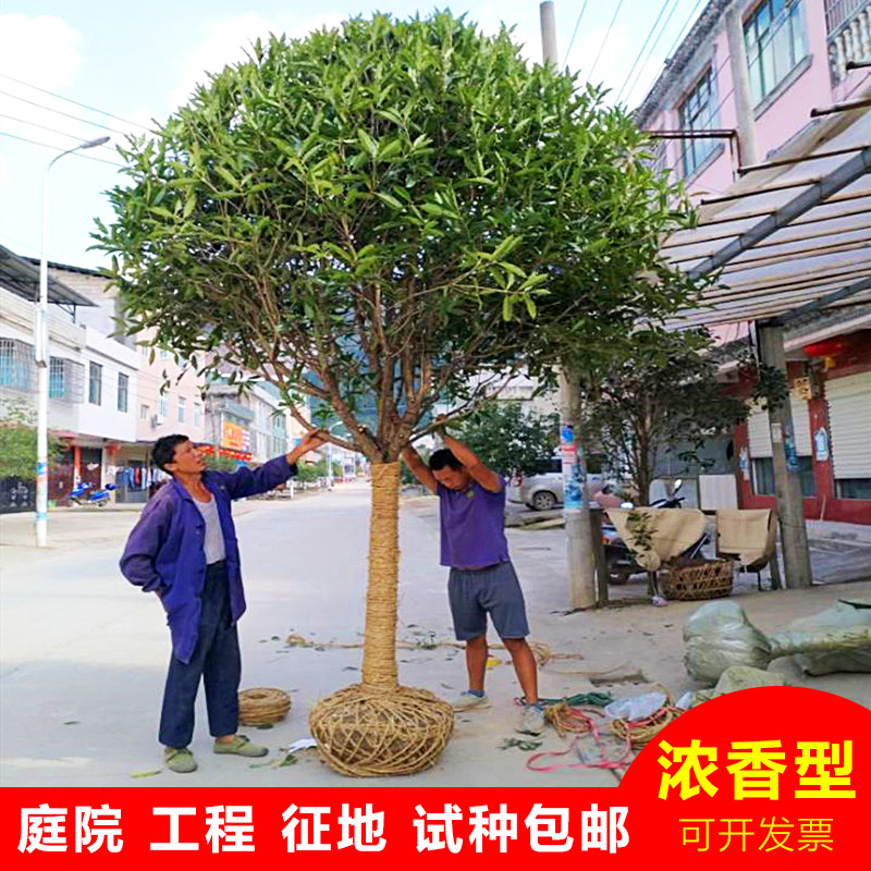 浓香型桂花树苗大树产地直销金桂丹桂四季八月桂庭院别墅盆栽花卉