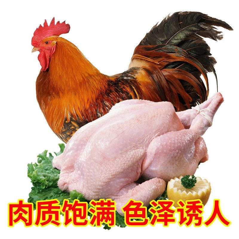 【拍1发2】果园散养大公鸡笨鸡土鸡溜达鸡2只净重4-5斤顺丰包邮