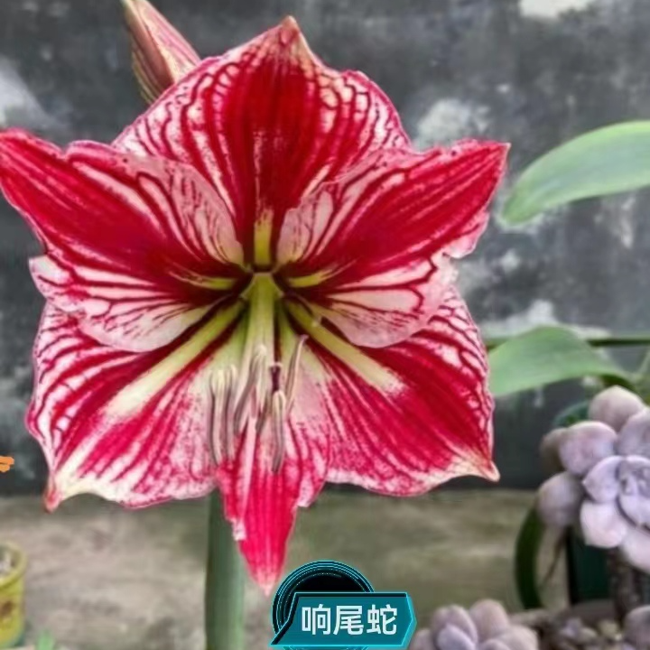 朱顶红基地 响尾蛇      5公分