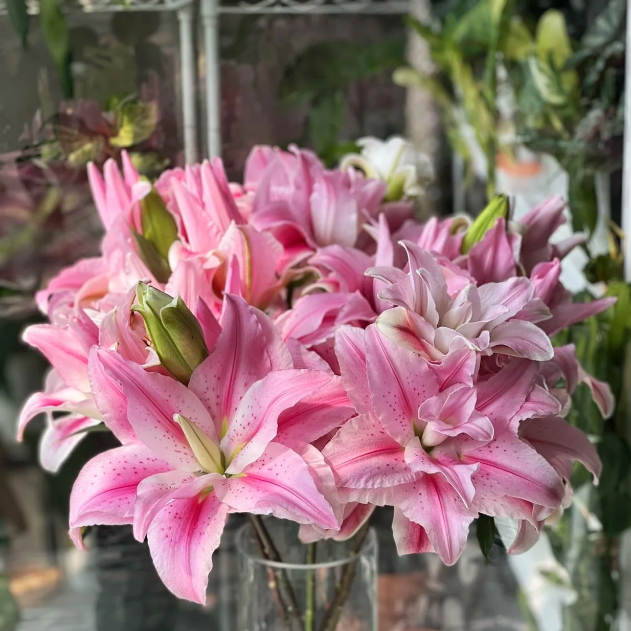 【海星公主】云南基地直发百合花鲜花瓶插水养香水重瓣百合室内