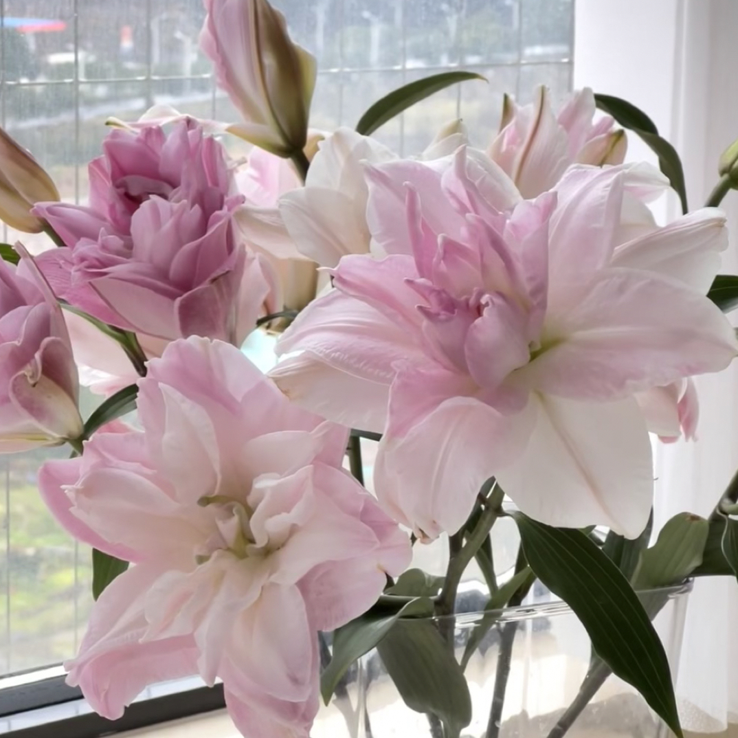 【种业45号双钻】云南基地直发百合花鲜花瓶插水养香水重瓣百合