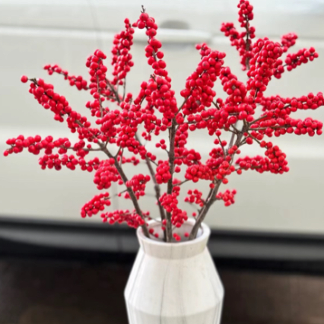 【冬青】云南基地直发鲜花插水养室内鲜切花