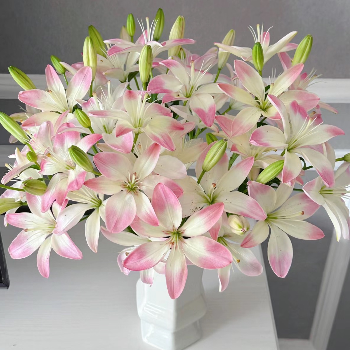 【迷你小花型萌萌哒】云南基地百合花鲜花小蜜月亚百合鲜切花