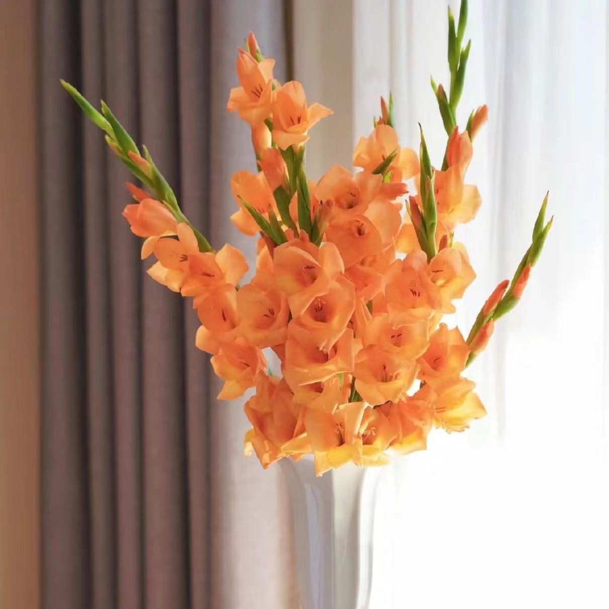 【三文鱼剑兰】云南基地直发鲜花室内水养鲜花