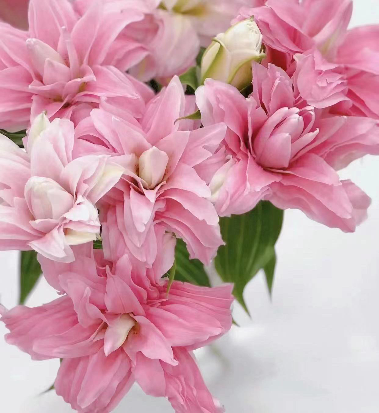 【粉蝶/黛安娜王妃】云南基地直发鲜花戴安娜重瓣百合