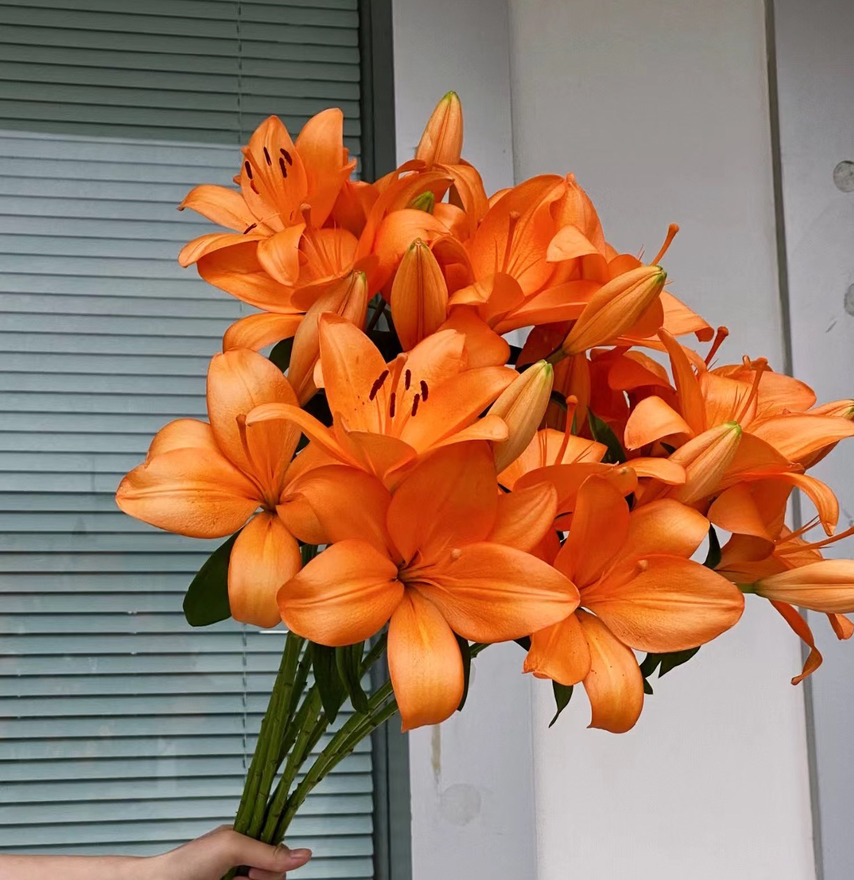 【橙色梦想】云南基地直发百合花鲜花插水养亚百合室内鲜切花