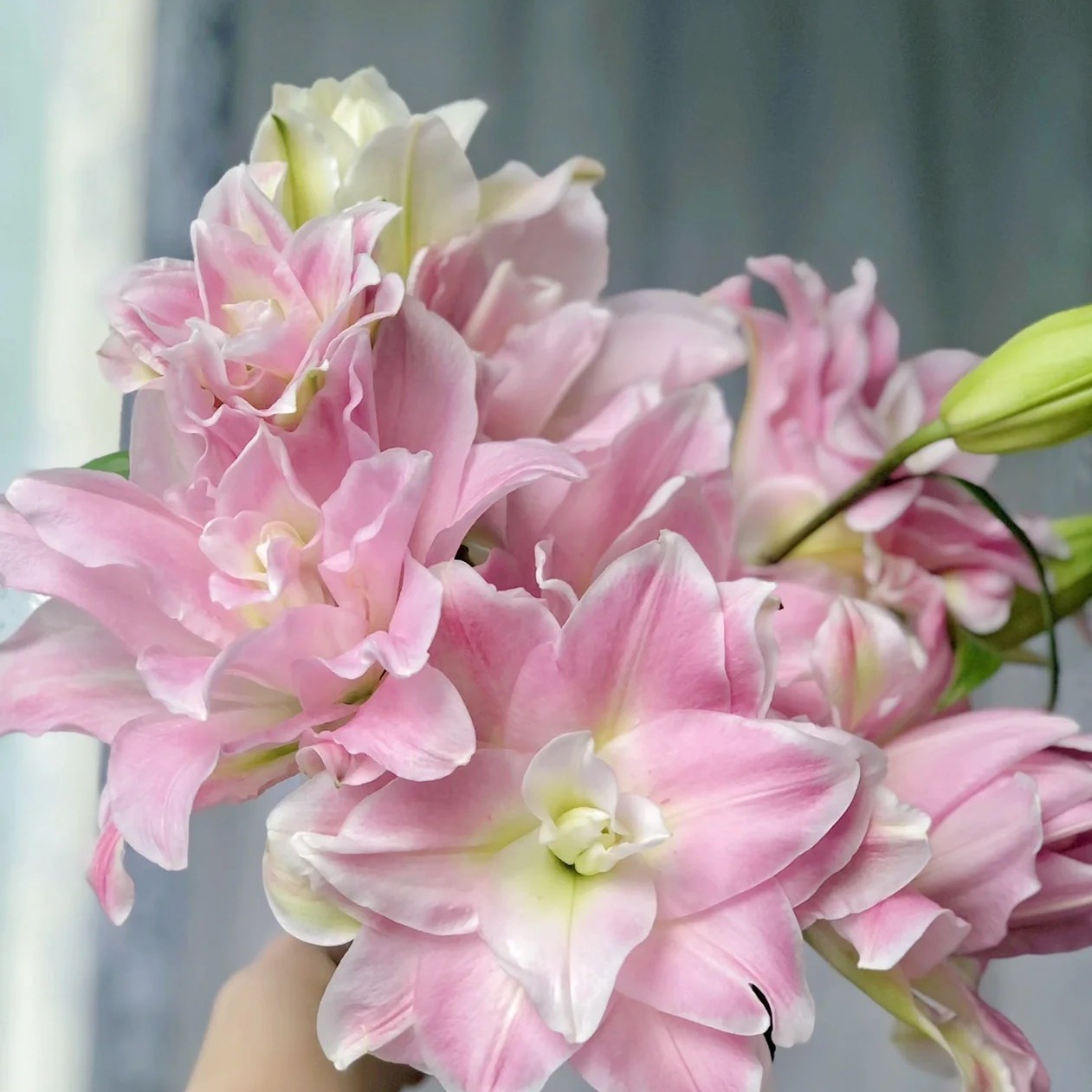 【贵妃】云南基地直发百合花鲜花瓶插水养香水重瓣百合室内