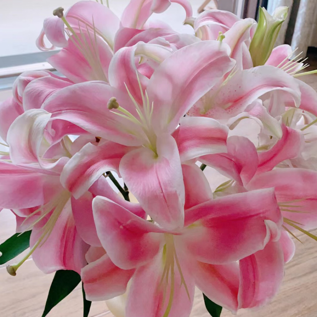 【星光】云南基地直发百合花单瓣香水百合室内鲜切花