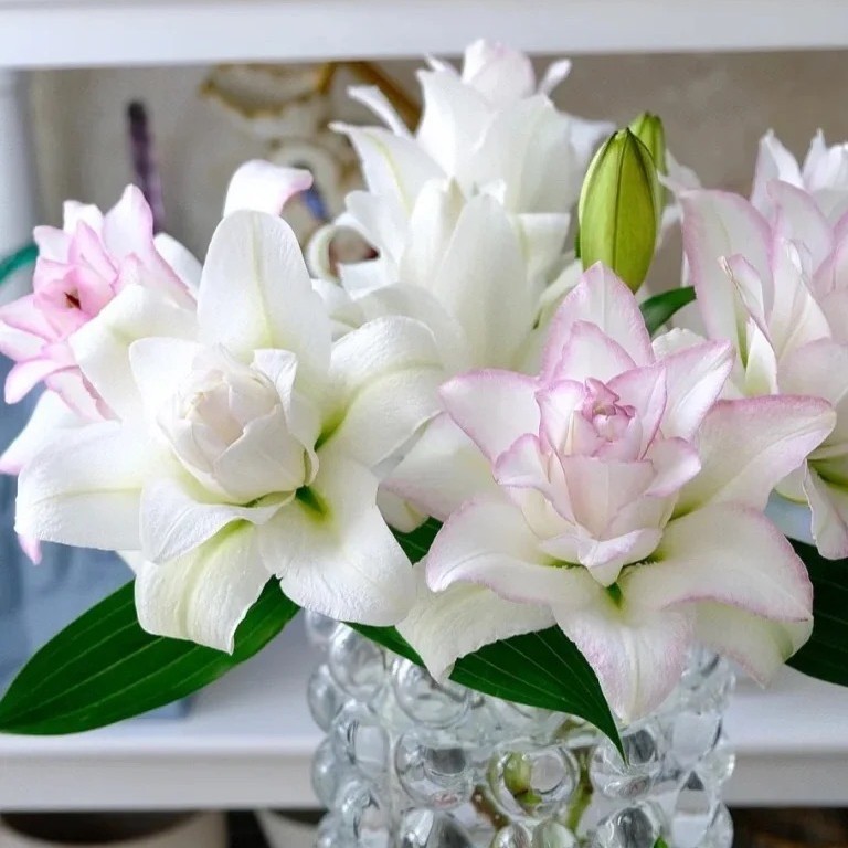 【种业冰美人】无土栽培（花苞小枝干软）