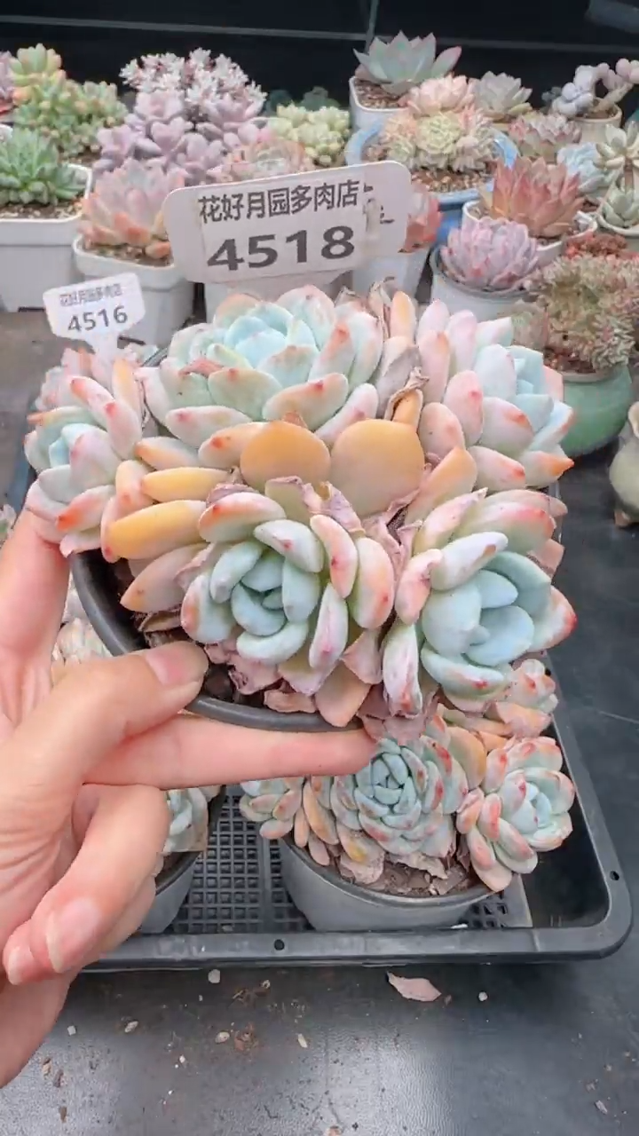 【闪购商品】4518.