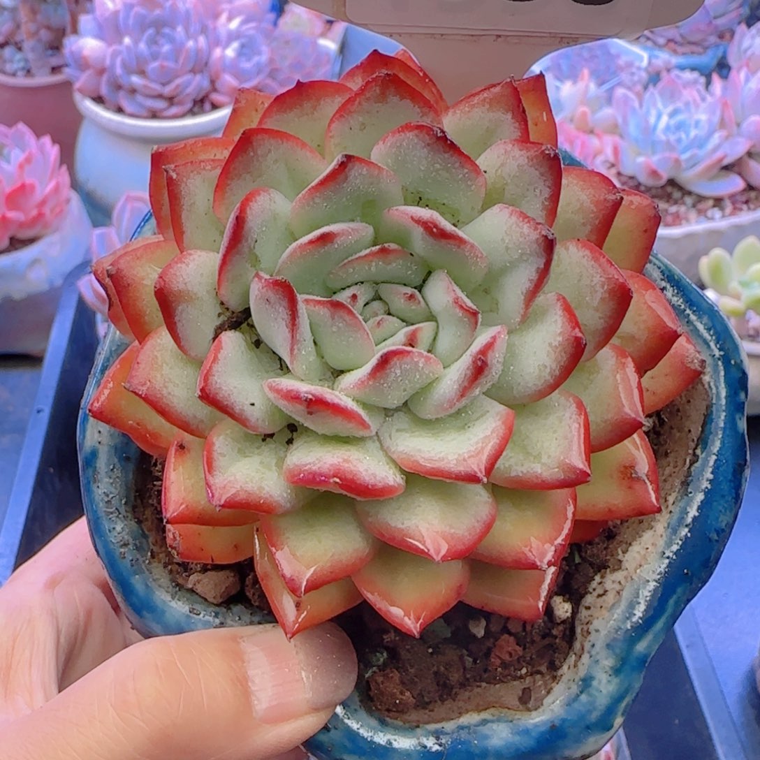 多肉植物4800不带盆