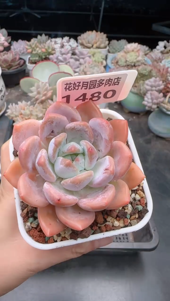 【闪购商品】1480.