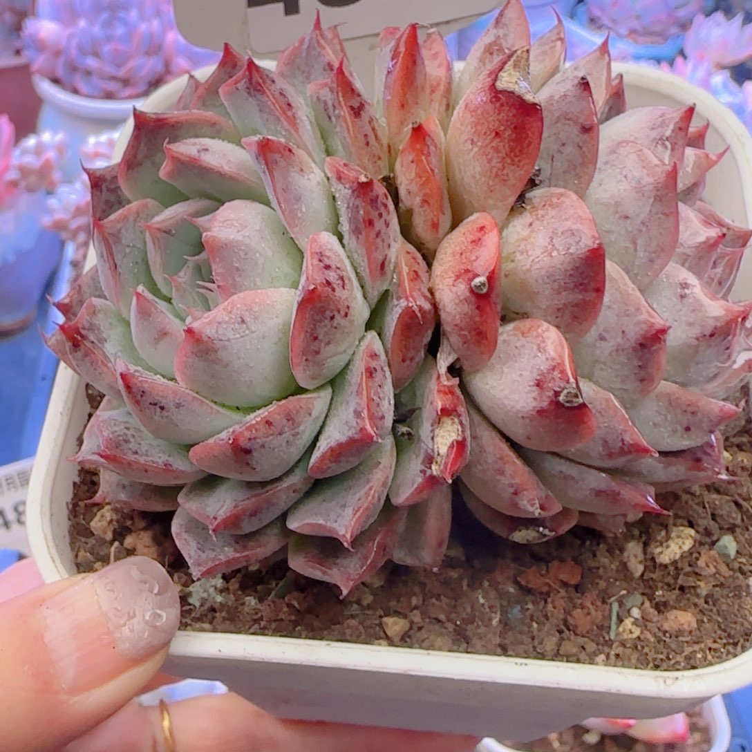 多肉植物4827……………