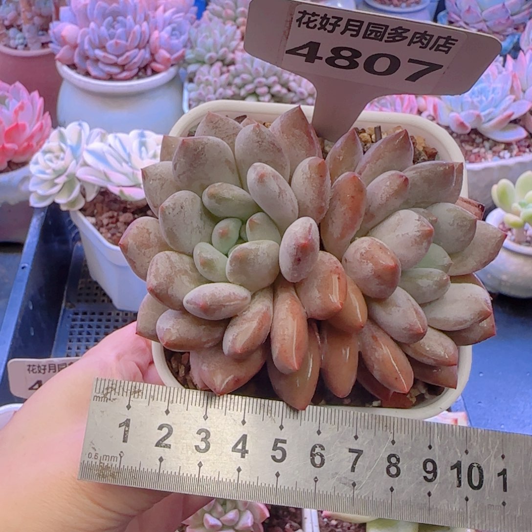 多肉植物4807………..