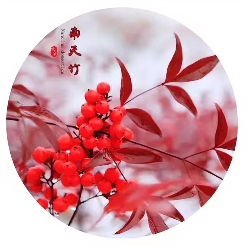 四季有叶南天竹，春夏秋是翠绿色，冬天是红色美观花卉庭院植物