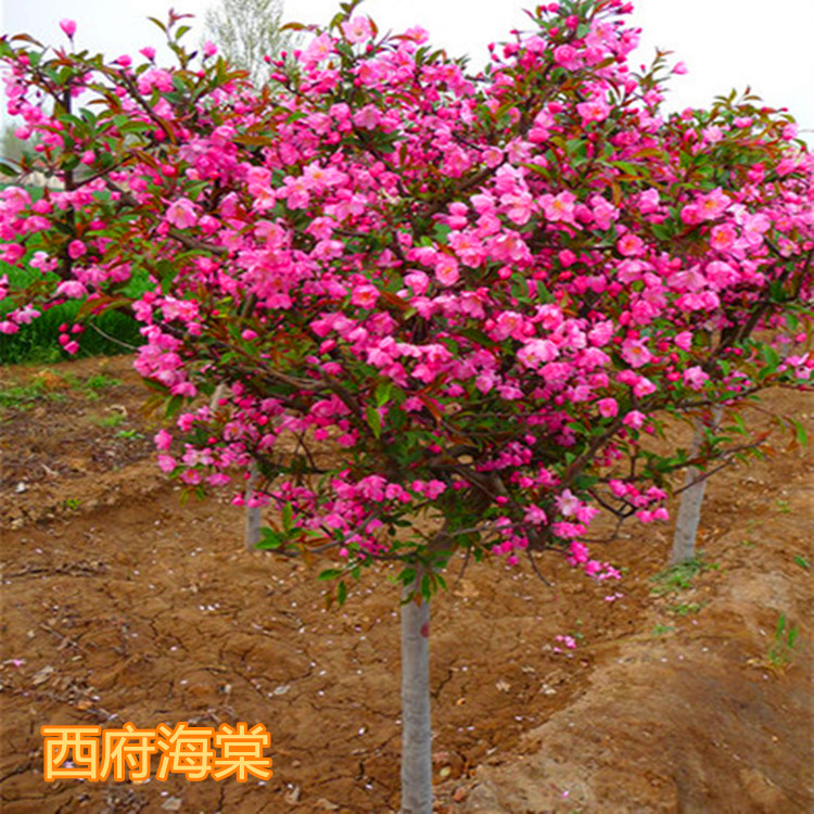 高杆海棠树苗北美海棠 西府海棠 垂丝海棠 庭院地栽盆栽绿化苗木